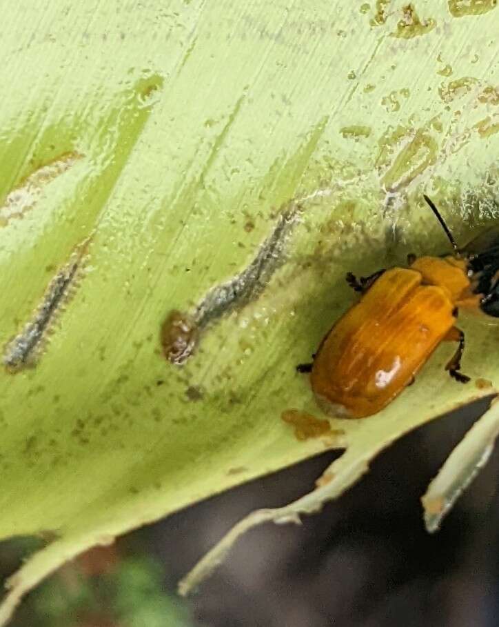 صورة Chelobasis bicolor Gray ex Cuvier 1832