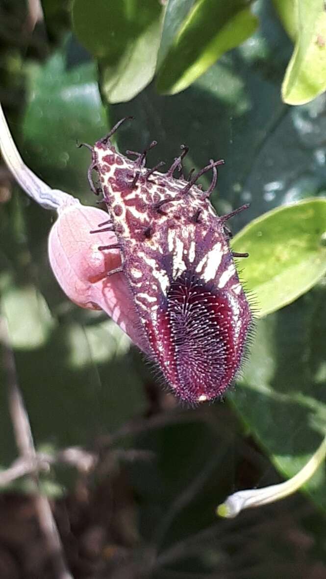 Image of Aristolochia taliscana Hook. & Arn.