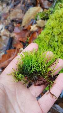 Image of New England bryhnia moss