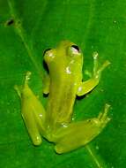 Image of Dwarf Glassfrog