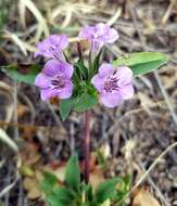 صورة Dyschoriste linearis var. schiedeana (Nees) B. L. Turner