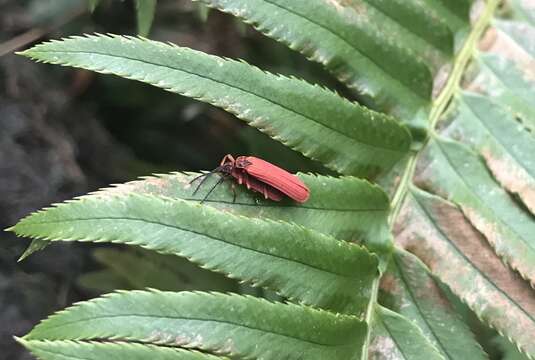 Image of Dictyoptera simplicipes Mannerheim 1843