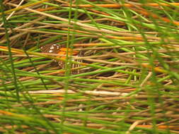 Image de Danaus (Anosia) melanippus subsp. hegesippus Cramer 1777