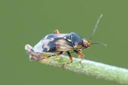 Image of Deraeocoris serenus (Douglas & Scott 1868)