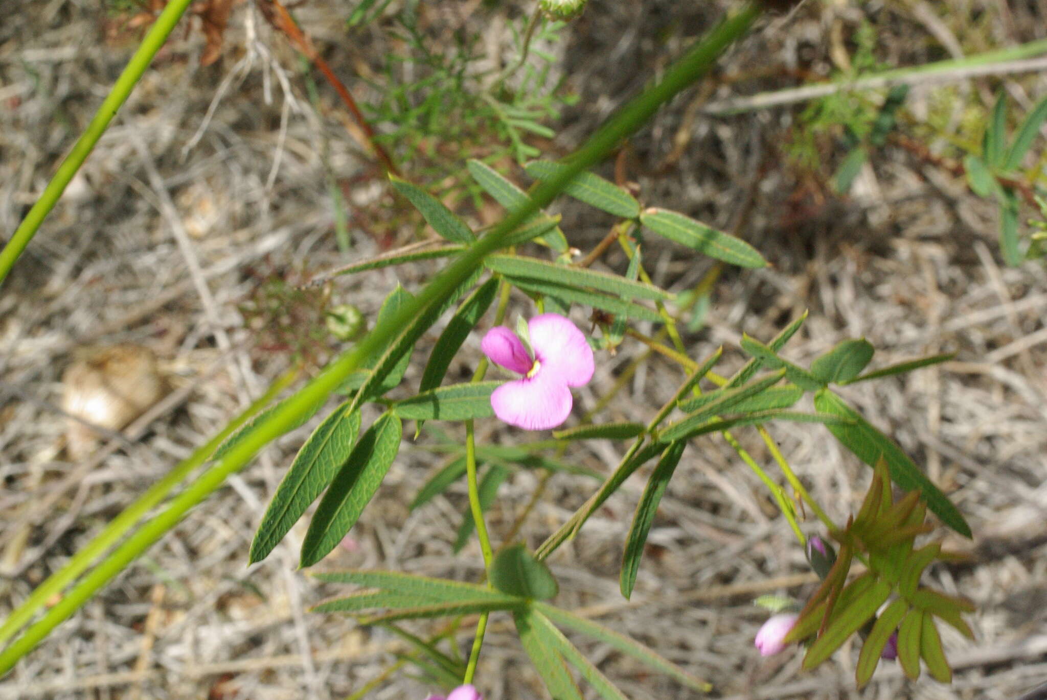 Image of Handsome Wedge Pea