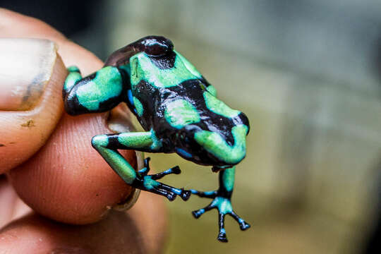 Image of Gold Arrow-poison Frog