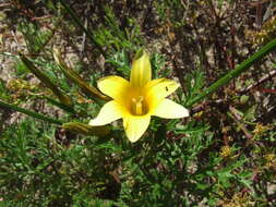 Image of Romulea elliptica M. P. de Vos