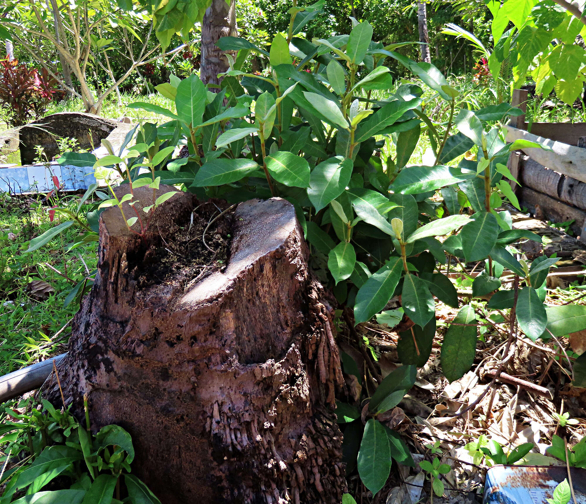 صورة Ficus drupacea Thunb.