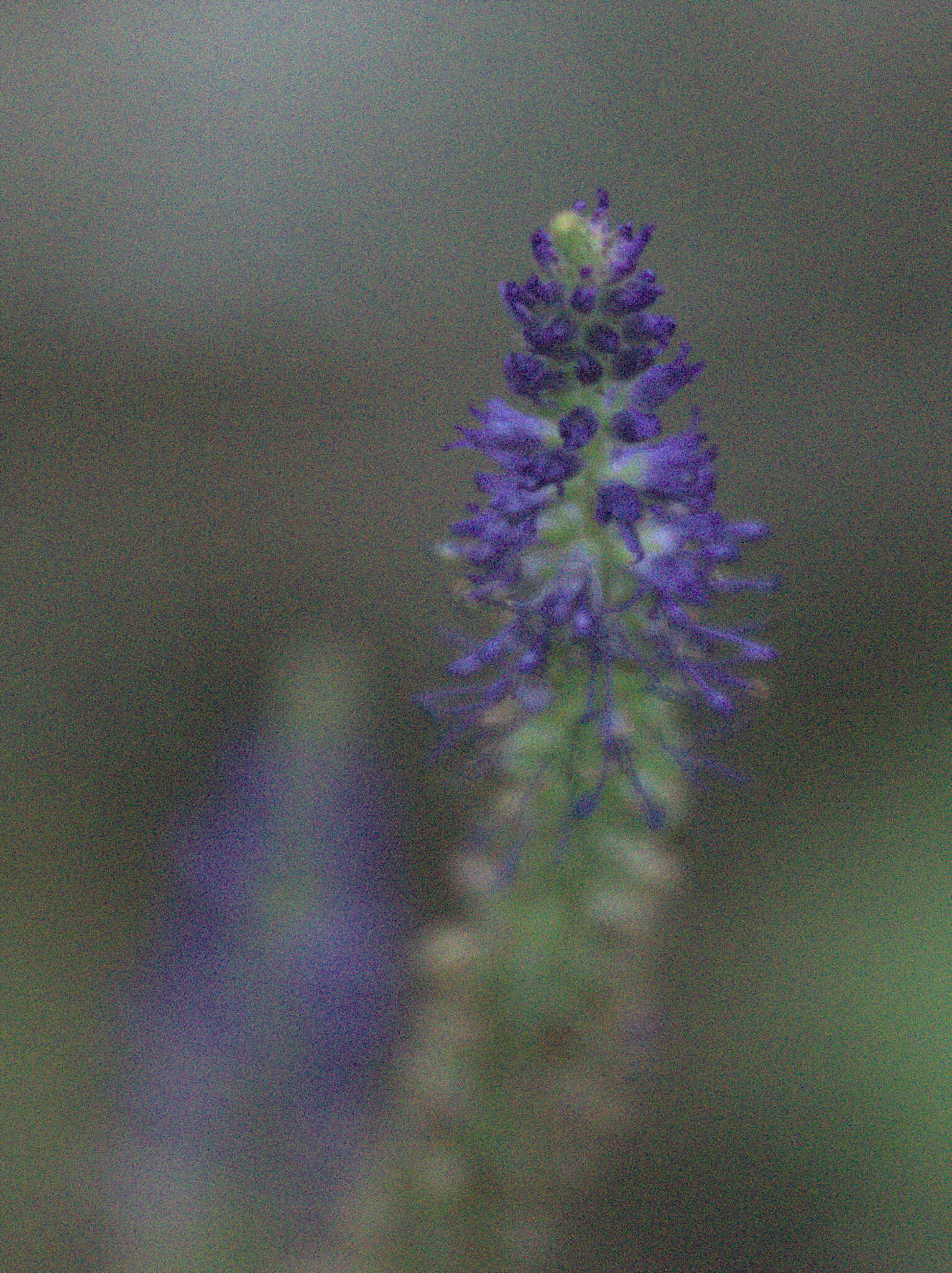 Image of Veronica spicata subsp. porphyriana (Pavl.) A. Jelen.