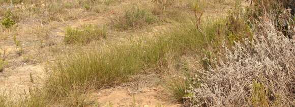 Imagem de Lobelia capillifolia (C. Presl) A. DC.