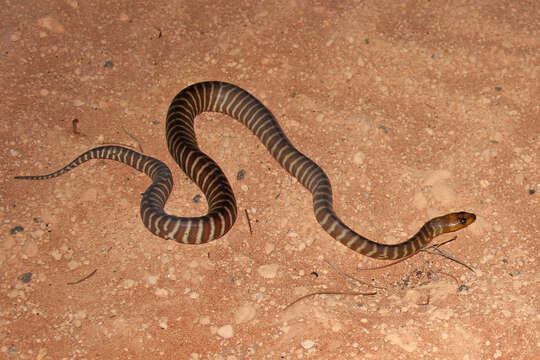 Image of Ramsay's Python