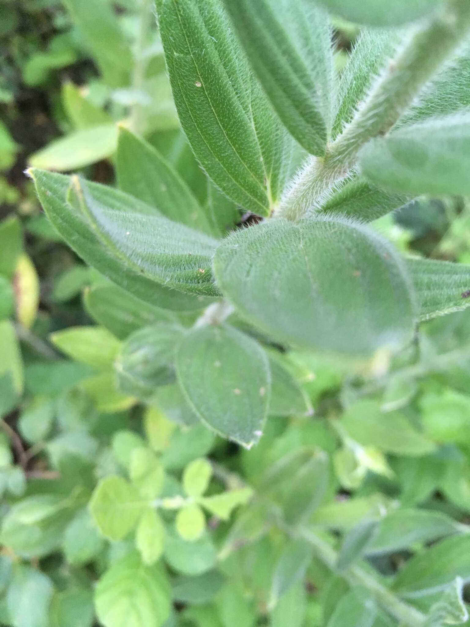 Image of softhair marbleseed