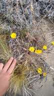 Image of Hypochaeris montana var. hookeri (Phil.) E. Bortiri