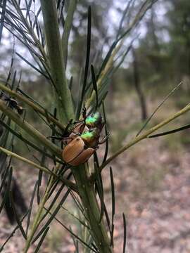 Image of Anoplognathus brunnipennis (Gyllenhal 1817)