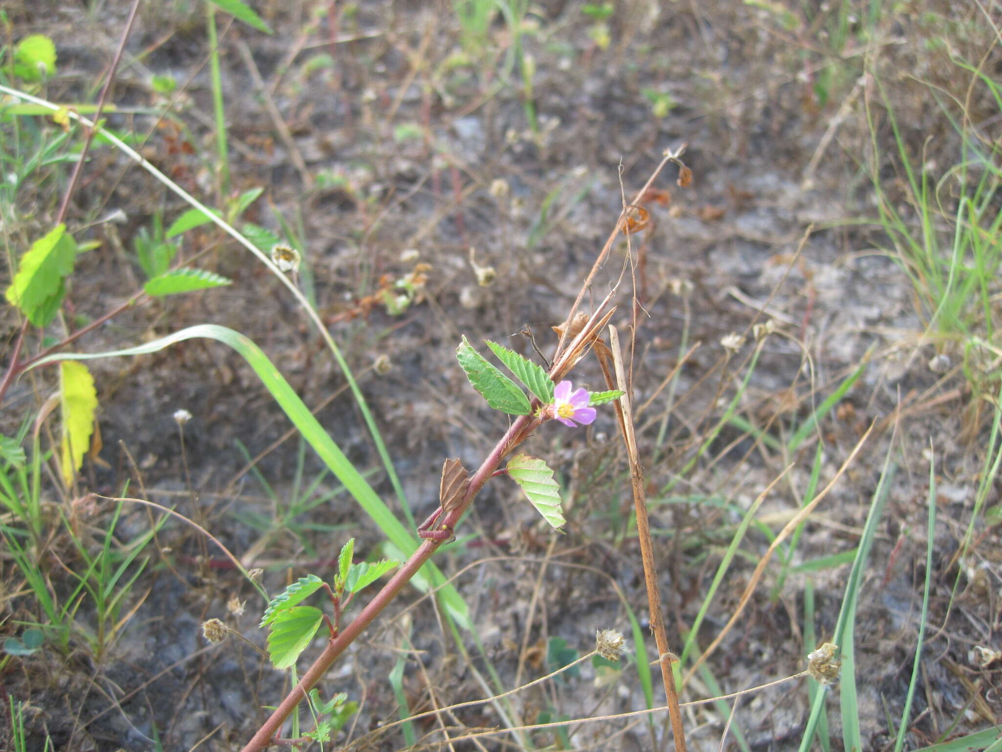 Plancia ëd Melochia pyramidata L.