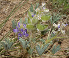 Image of rusty lupine