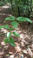 Image of Clematis pickeringii A. Gray