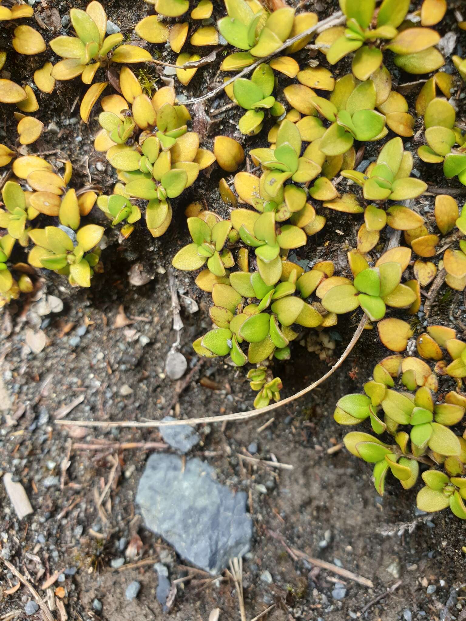 Image of Coprosma perpusilla Colenso