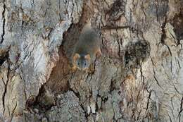 صورة Antechinus flavipes (Waterhouse 1838)