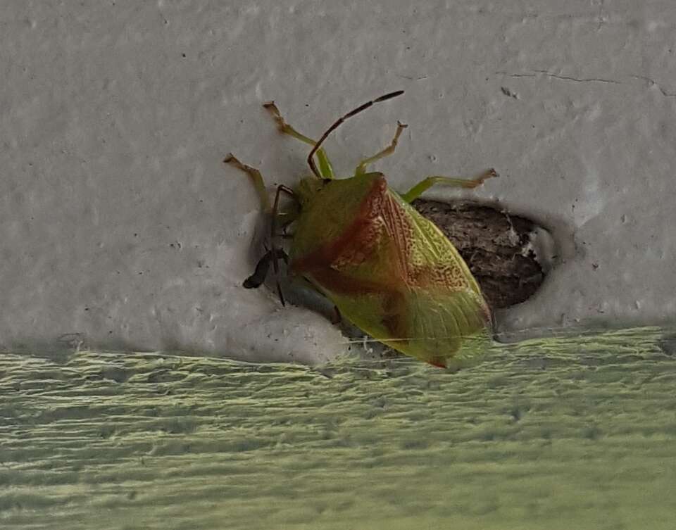 Image of Red-Cross Shield Bug