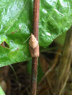 Image of Light brown apple moth