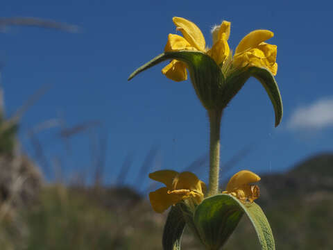 Plancia ëd Phlomis lychnitis L.