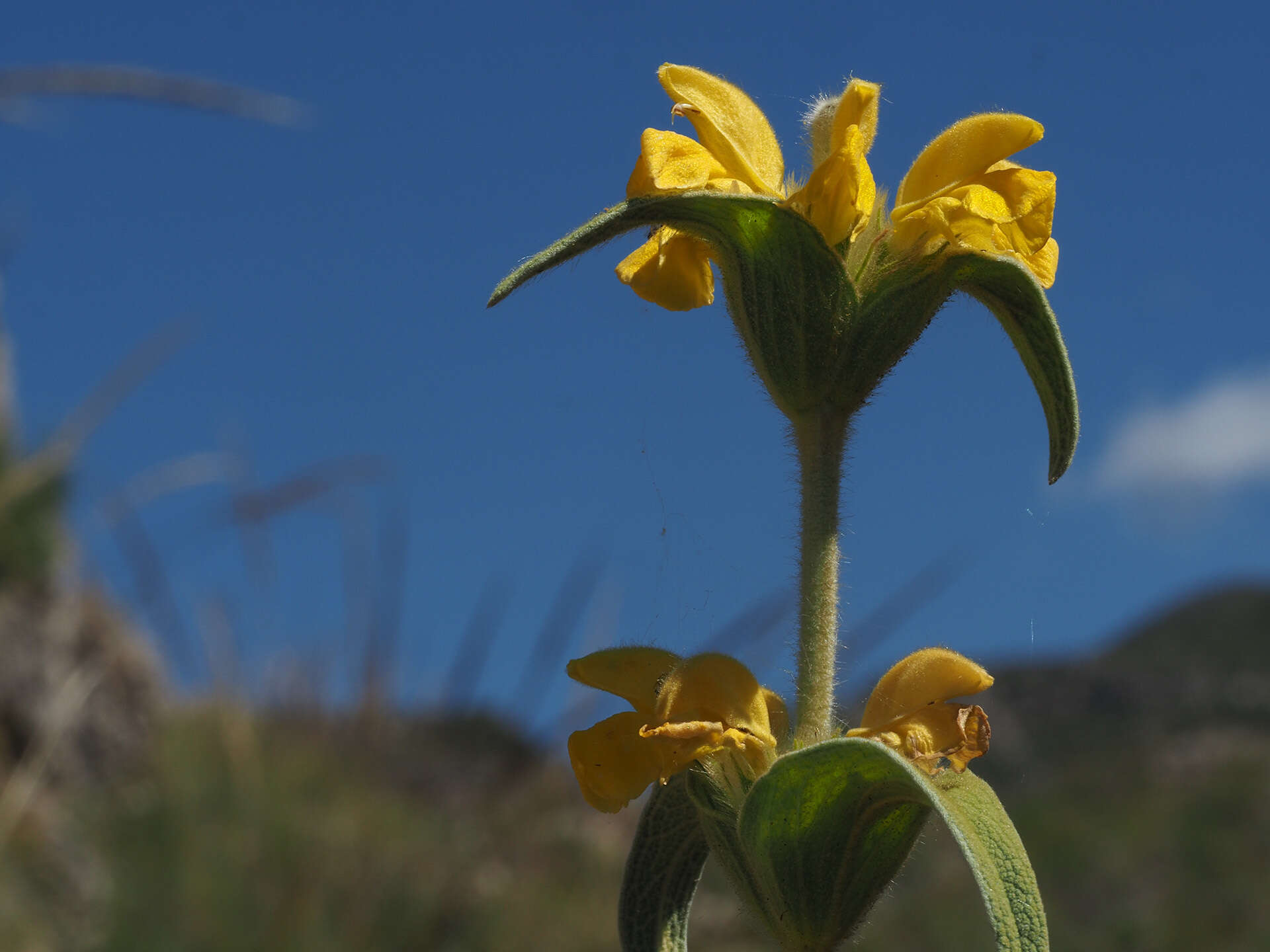 Image of Phlomis lychnitis L.