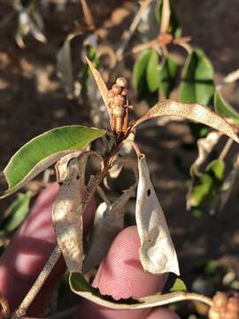 Image de Croton gratissimus var. gratissimus