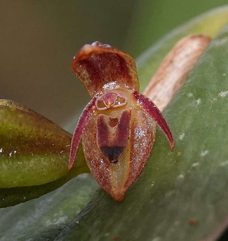 Image of Pleurothallis matudana C. Schweinf.