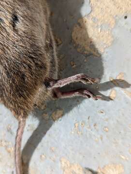 Image of Townsend's Vole