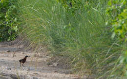 Image of Ruddy Crake