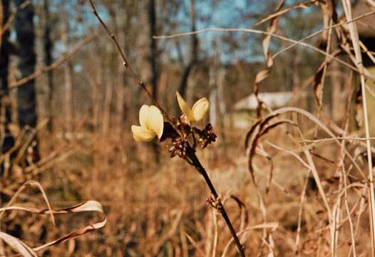 Sphenostylis marginata E. Mey.的圖片