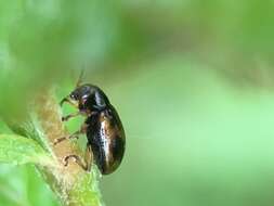 Image de Paria quadrinotata (Say 1824)