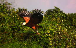 Busarellus nigricollis nigricollis (Latham 1790) resmi