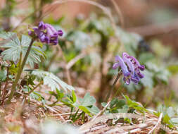 Imagem de Corydalis pauciflora (Willd.) Pers.