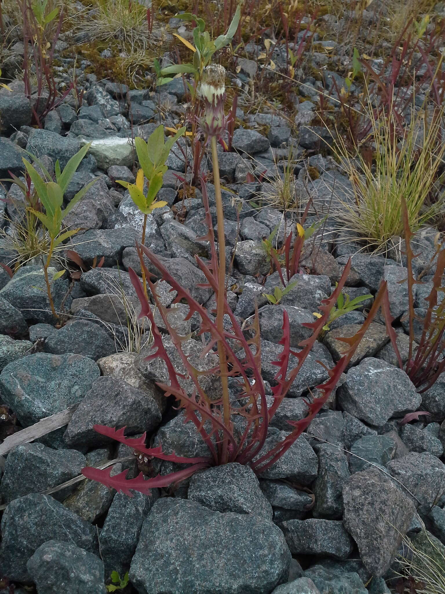 صورة Taraxacum croceum Dahlst.