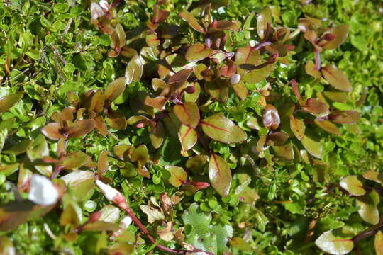 Image of Epilobium macropus Hook.