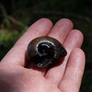 Image of Powelliphanta spedeni (Powell 1932)