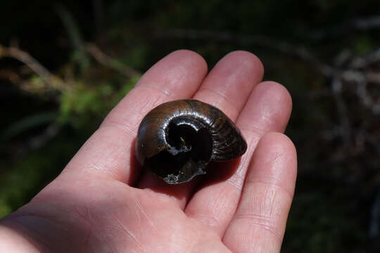 Image of Powelliphanta spedeni (Powell 1932)