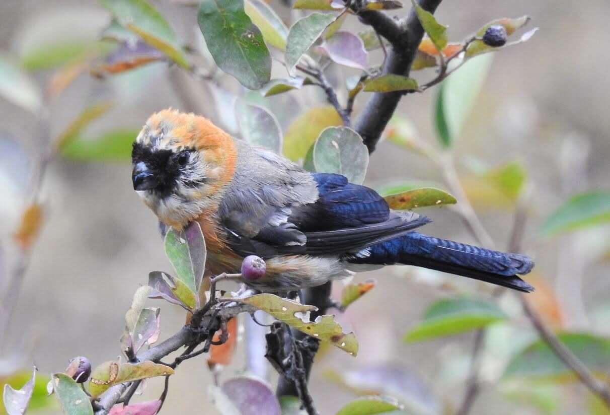 Image of Red-headed Bullfinch