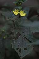 Imagem de Lindenbergia grandiflora (Buch.-Ham. ex D. Don) Benth.