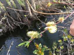 Imagem de Salix irrorata Anderss.