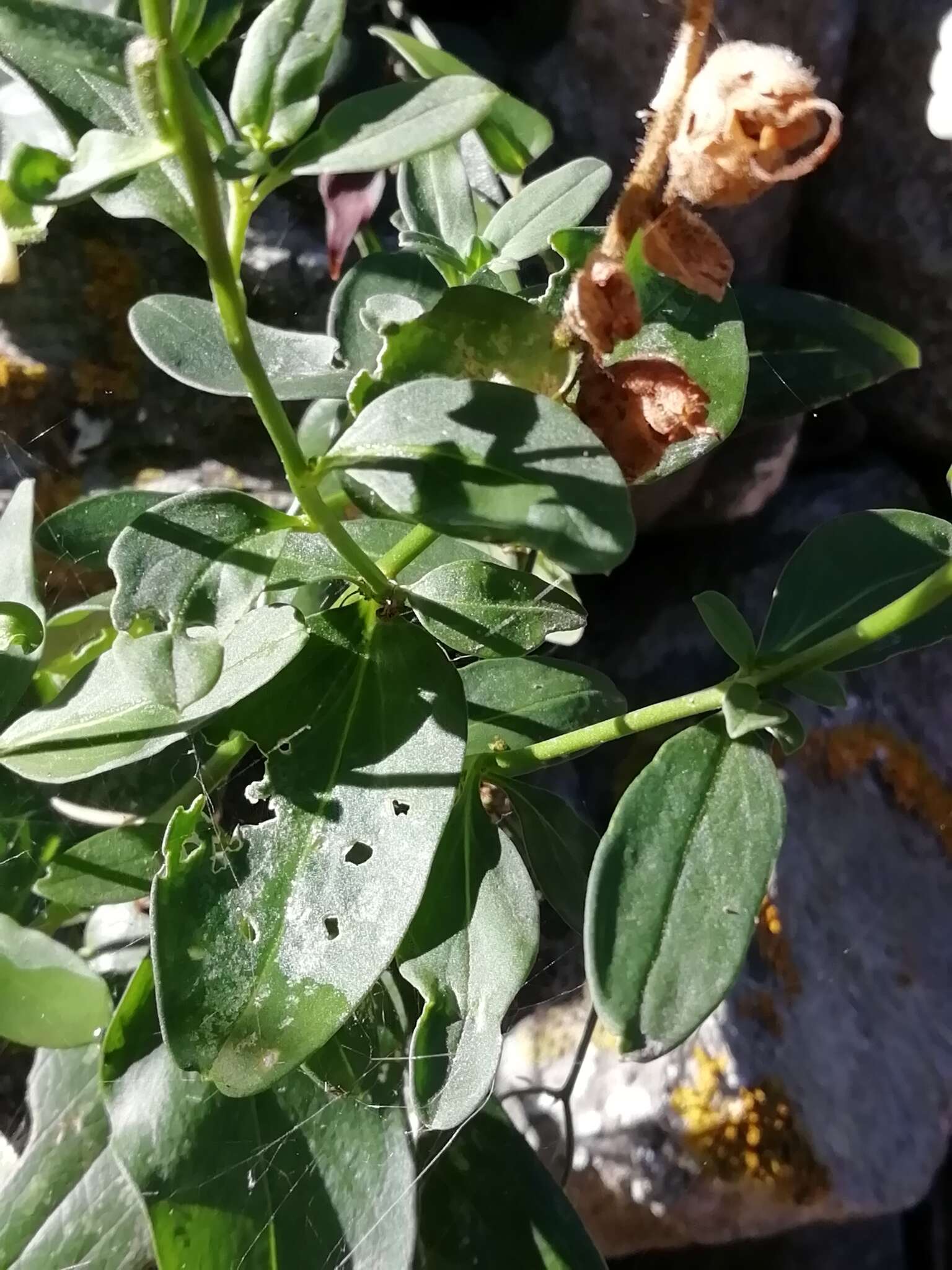 صورة Antirrhinum latifolium Mill.