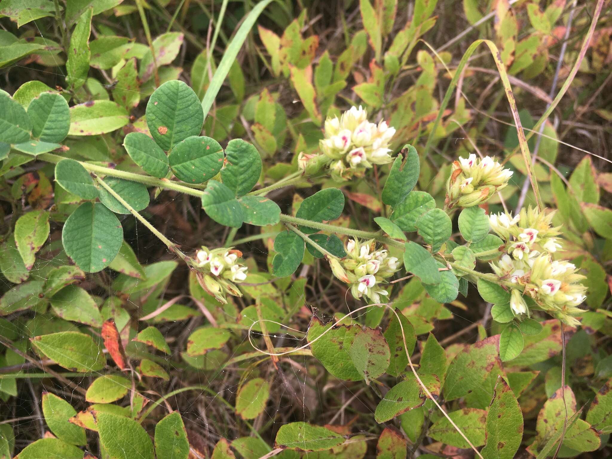 Слика од Lespedeza hirta (L.) Hornem.