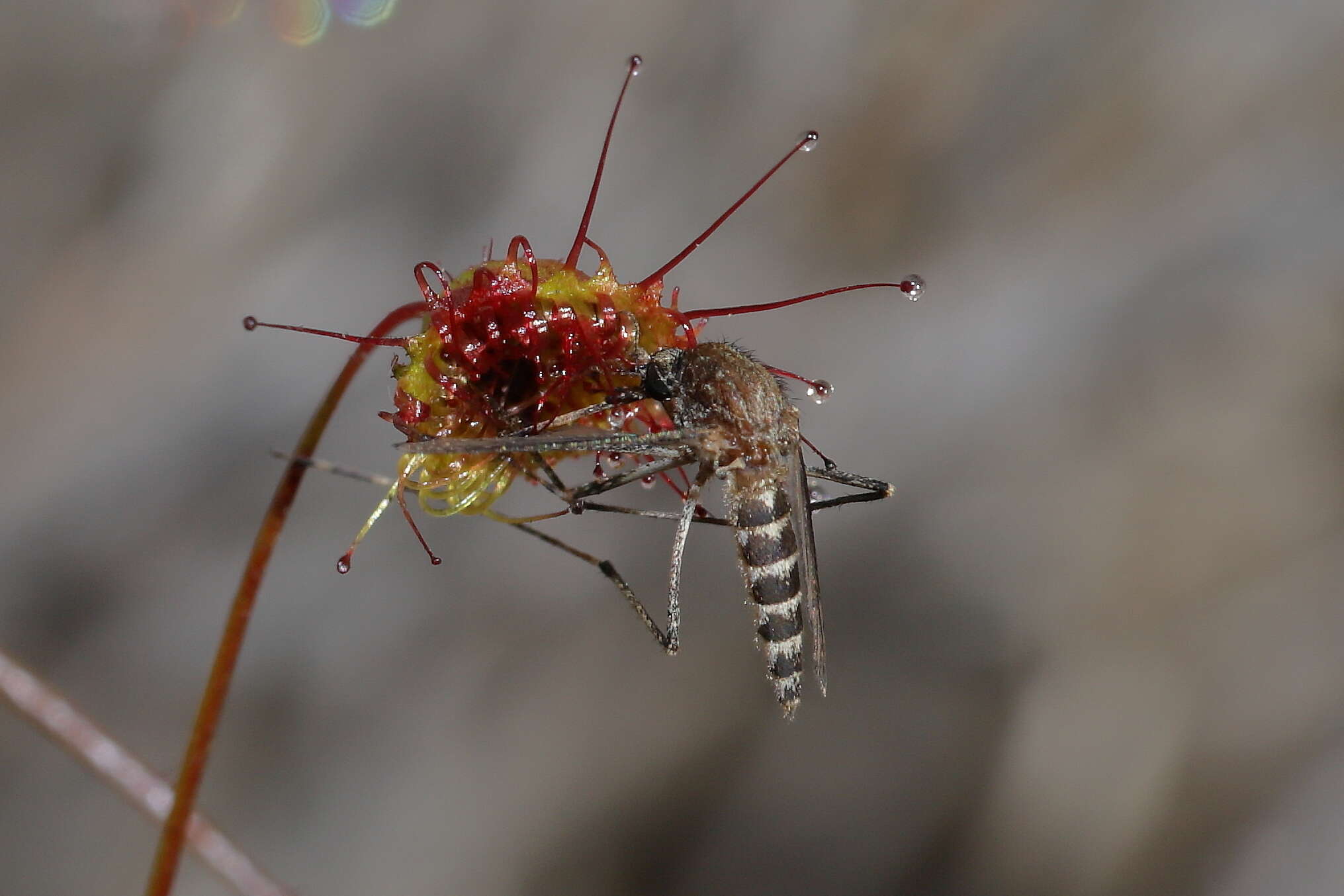 صورة Aedes camptorhynchus (Thomson 1869)