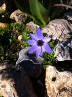 Imagem de Anemone coronaria L.