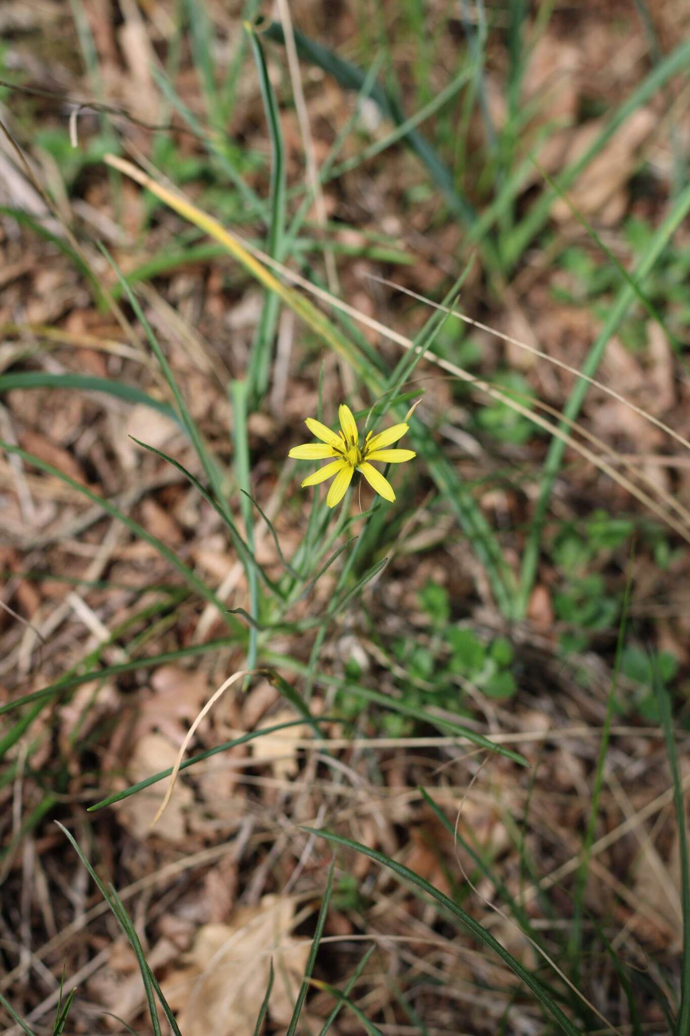 Image of Scorzonera mollis subsp. mollis