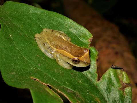 Image of Dendropsophus decipiens (Lutz 1925)