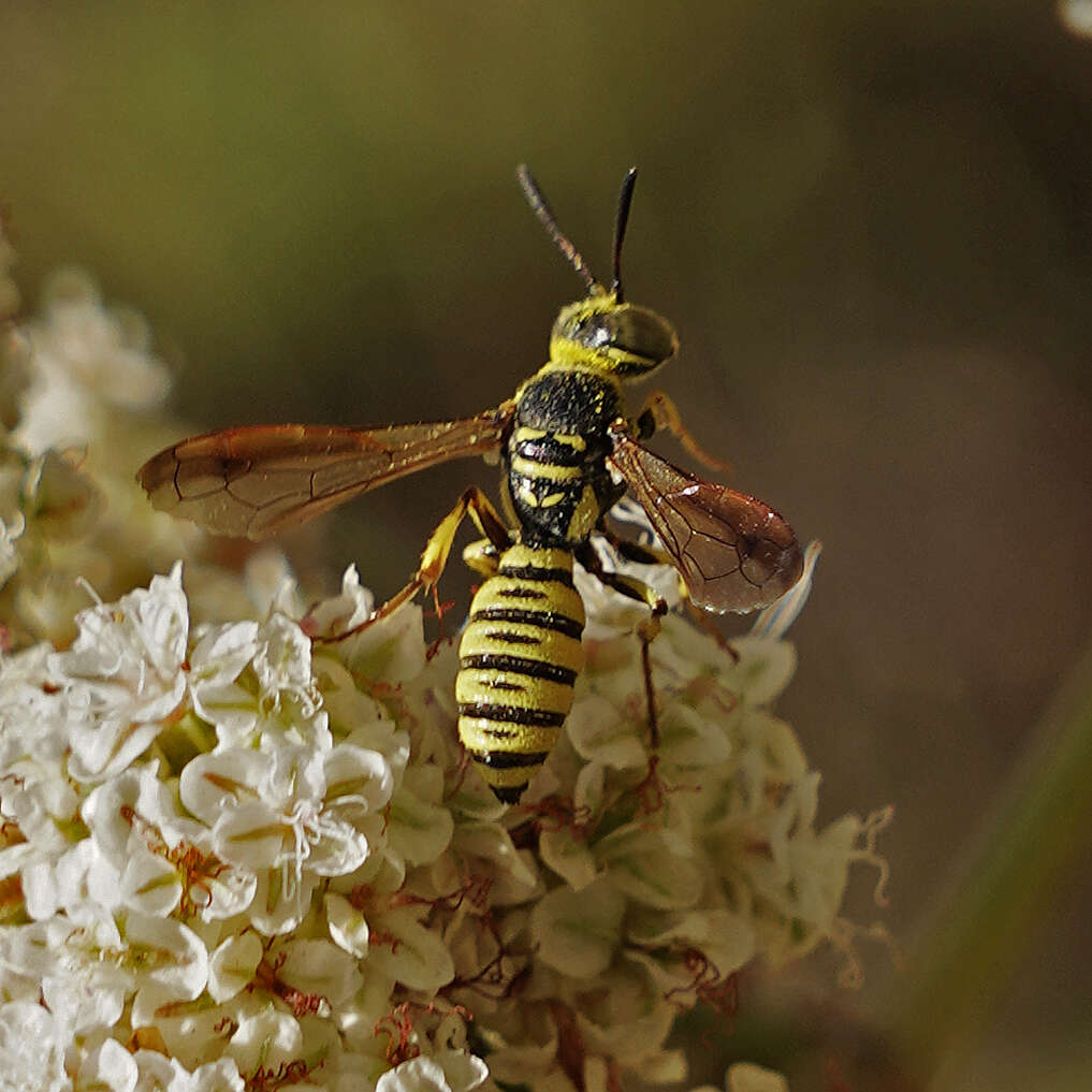 Image of Eucerceris provancheri (Dalla Torre 1890)