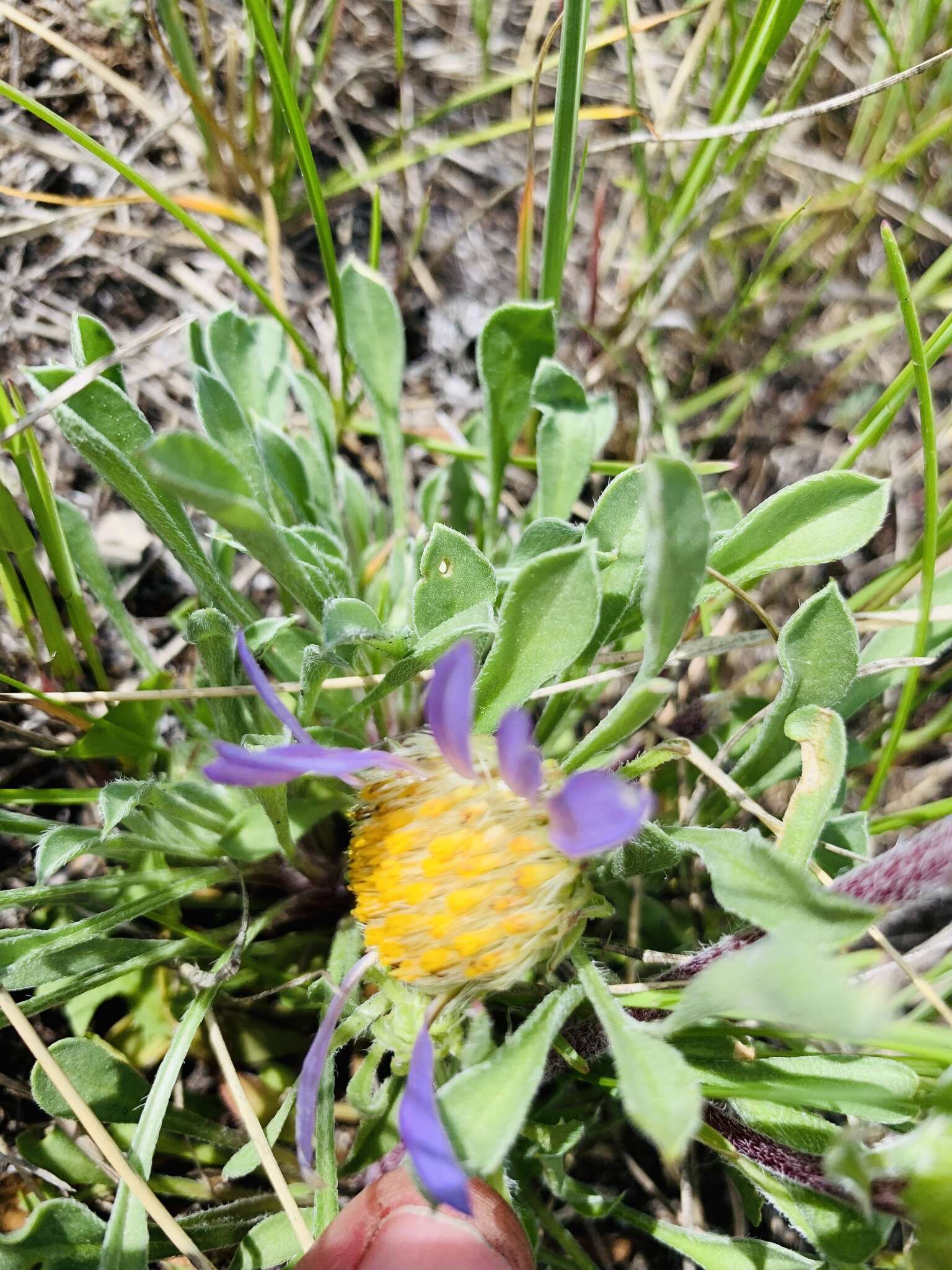 Image of Parry's Townsend daisy